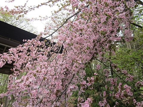 士別神社の桜